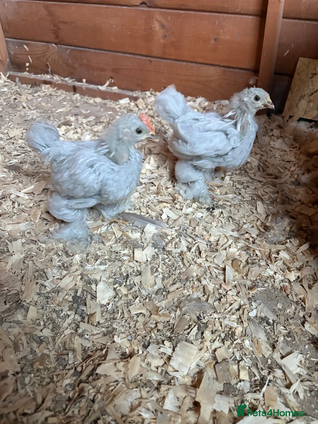 Chickens poultry for sale: Lavender Pekin Bantam Cockeral - Advert 2