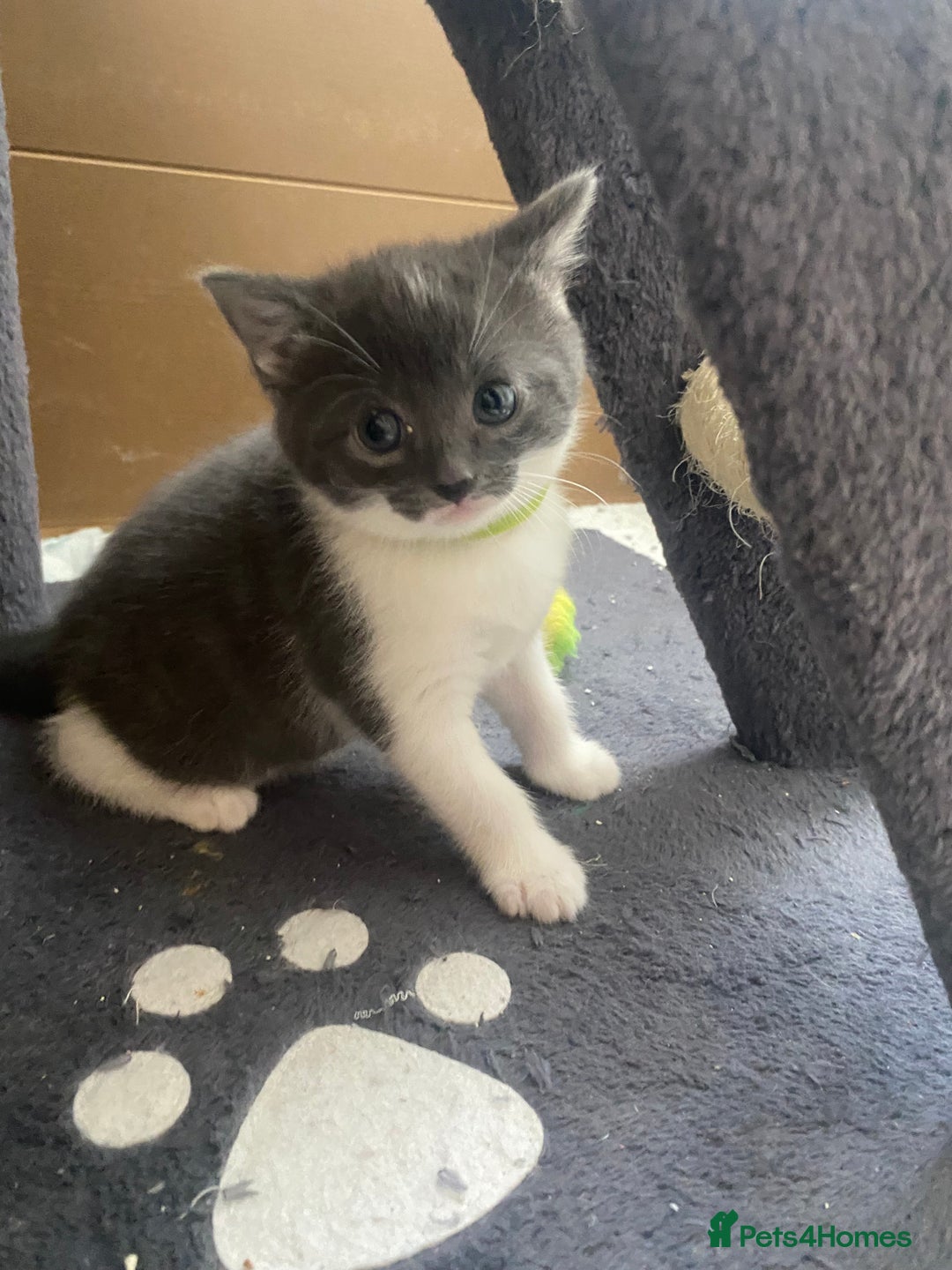 Russian Blue cats for sale: Kittens for sale  - Image 4