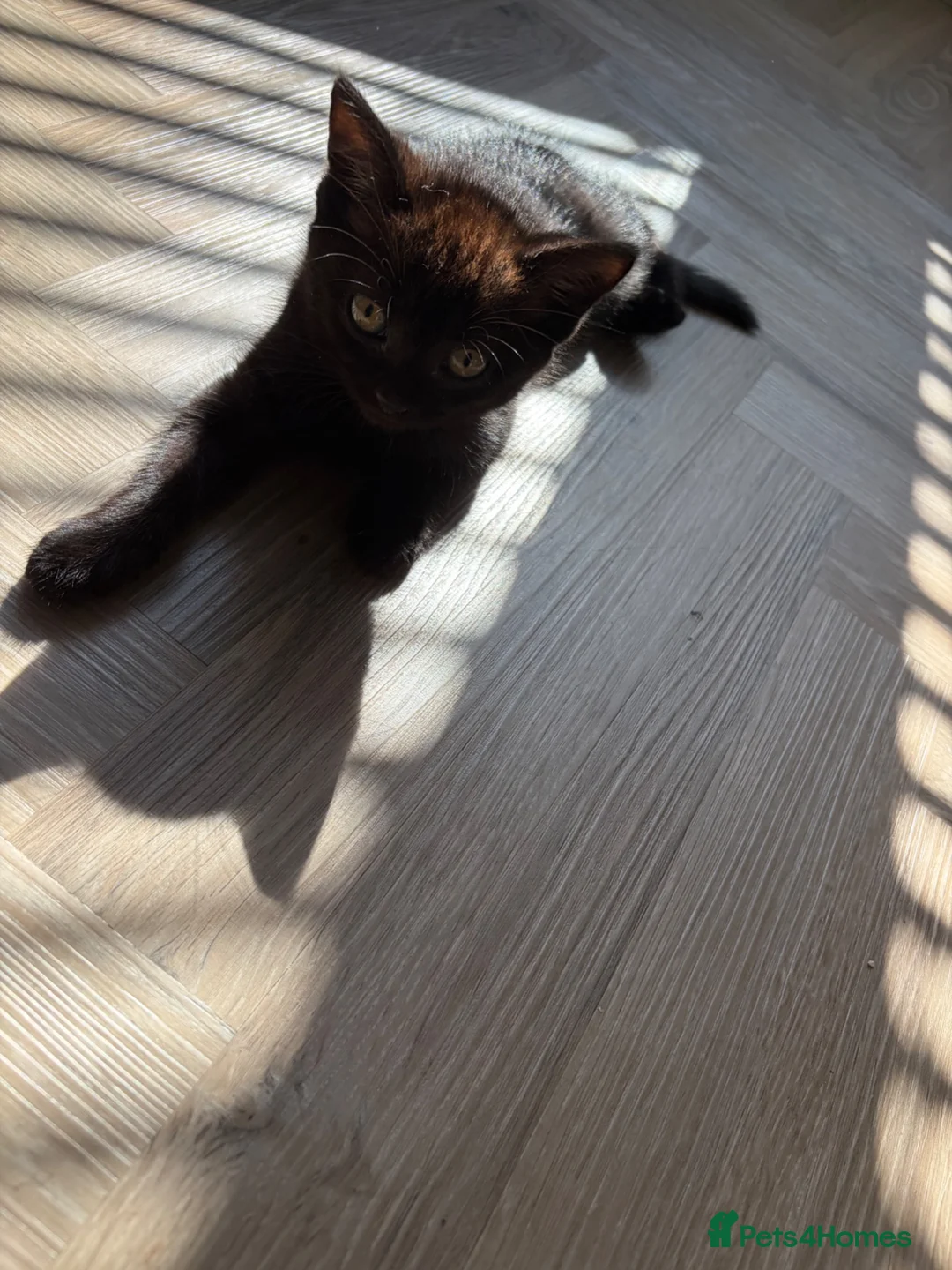 British Shorthair cats for sale: British shorthair kittens - Advert 2