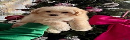 Maltipoo dogs for sale: F1 tiny Maltipoo Puppies 2 girls remaining!! - Advert 3