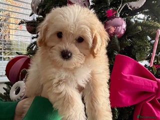 Maltipoo dogs F1 tiny Maltipoo Puppies 2 girls remaining!! - Advert 16