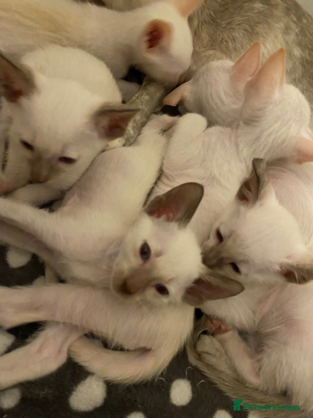 Siamese cats for sale: Siamese kittens for sale  - Advert 5