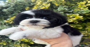 Maltipoo dogs - Advert 6