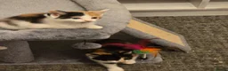 Mixed Breed cats for sale: Kittens  - Advert 3