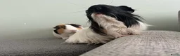 Guinea Pig rodents for sale: Two male guinea pigs  - Advert 7