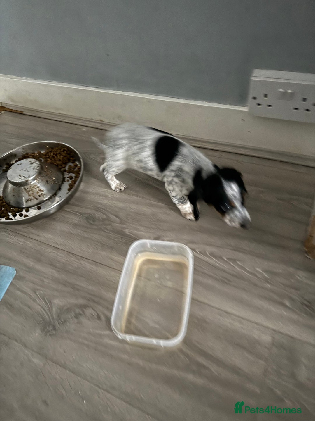 Mixed Breed dogs for sale: Doxipoo - Advert 13