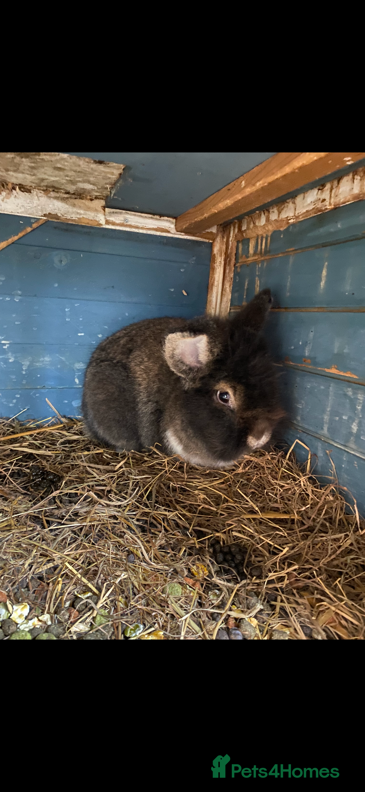 Lionhead rabbits 2 male lion head  - Advert 17