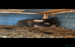 Lionhead rabbits for sale: 2 male lion head  - Image 1