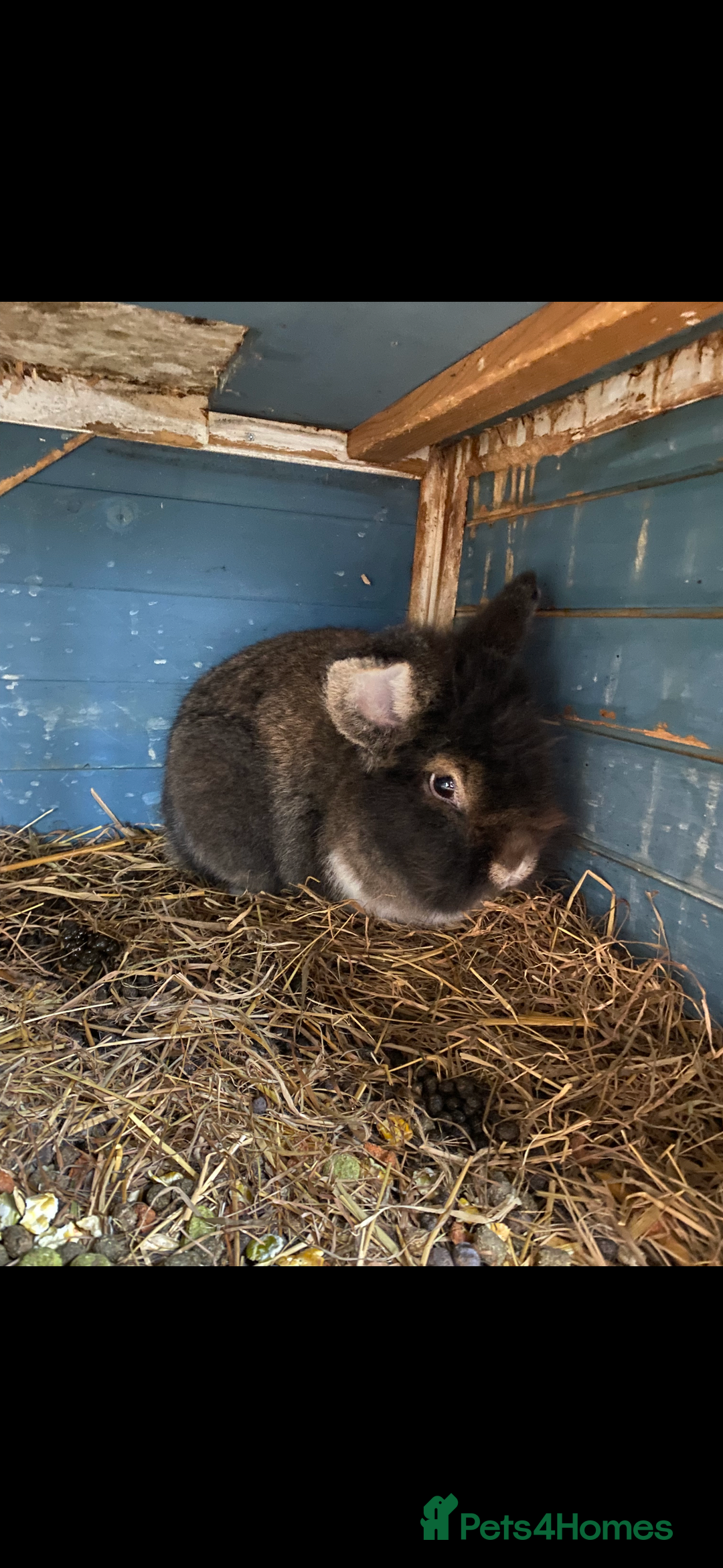 Lionhead rabbits for sale: 2 male lion head  - Image 1