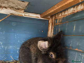 Lionhead rabbits for sale - Advert 1