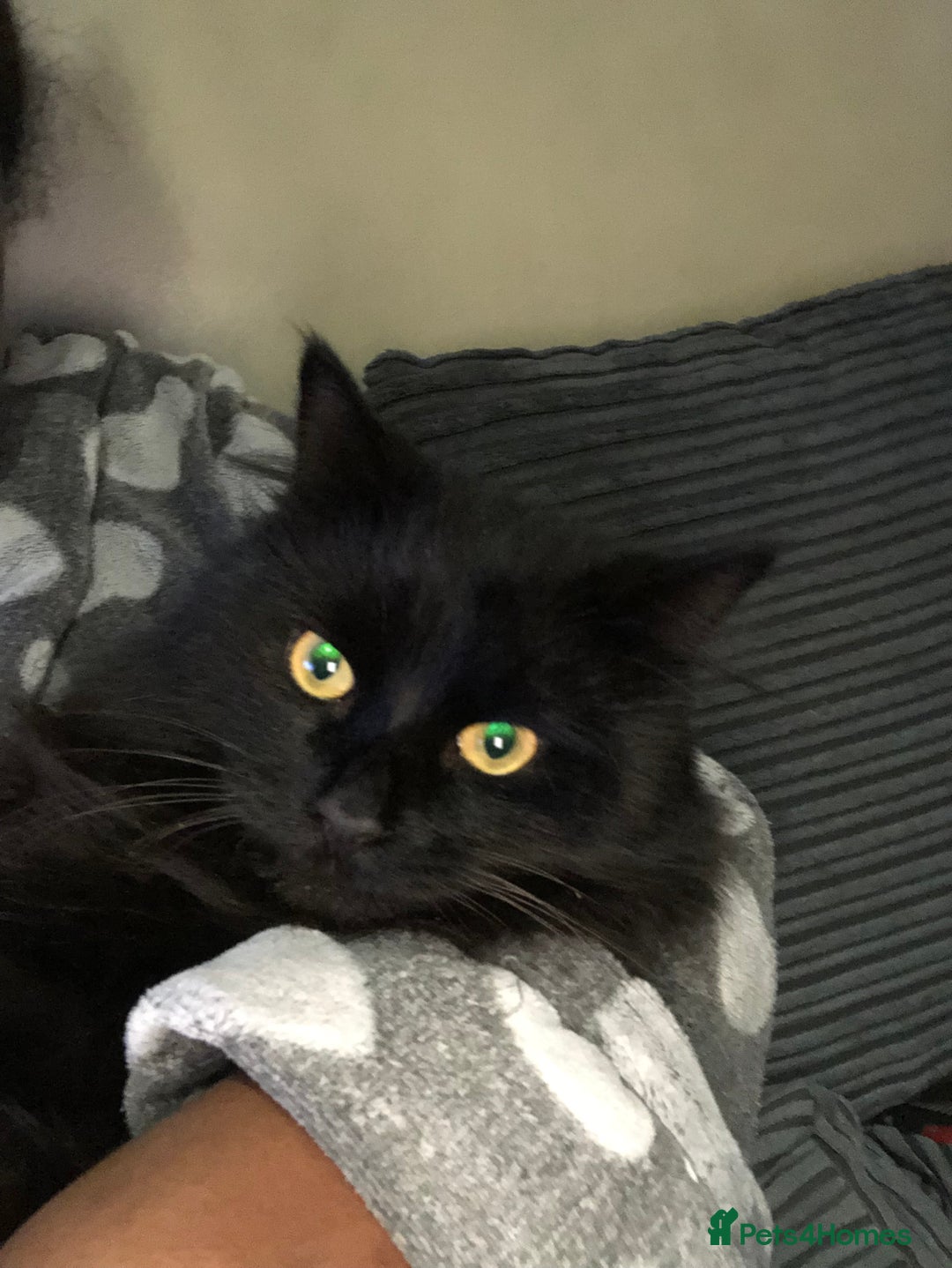 British Longhair cats for sale: Rono needs a new family - Image 2