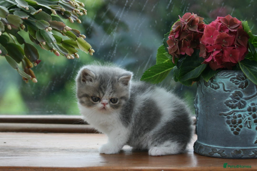 Exotic cats for sale: 2 Exotic male pedigree kittens - Image 6