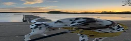 Dalmatian dogs for sale: Purdy  - Advert 3