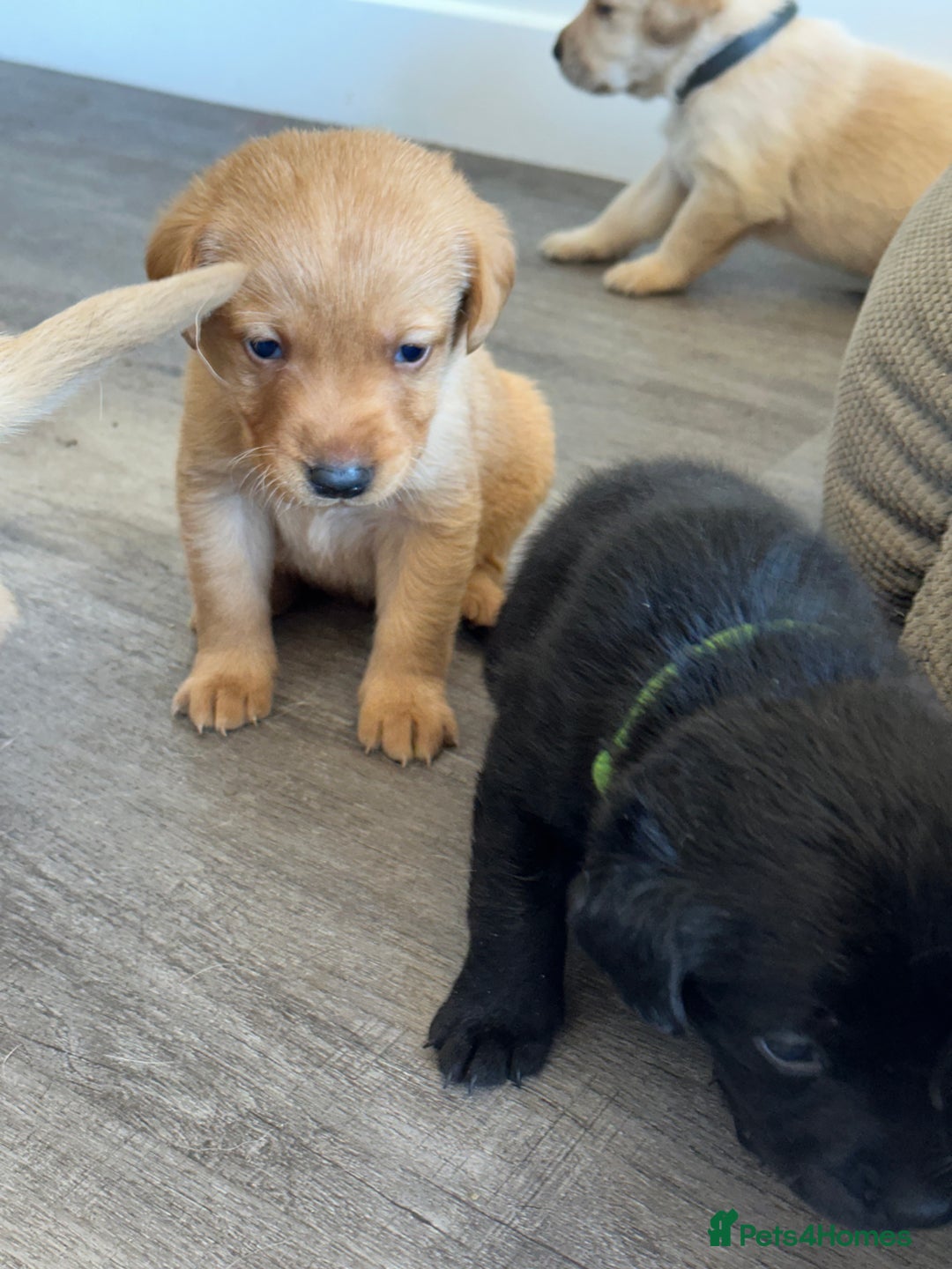 Labrador Retriever dogs for sale: Health tested kc reg puppies  - Image 7