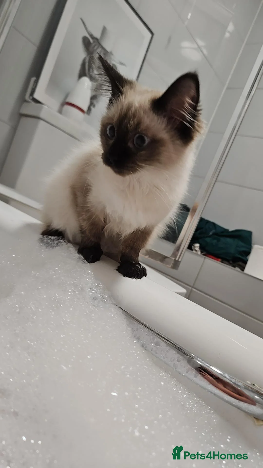 Ragdoll cats for sale: Beautiful ragdoll girl  - Advert 2