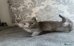 British Shorthair cats for sale:  kittens  in Luton - Image 3
