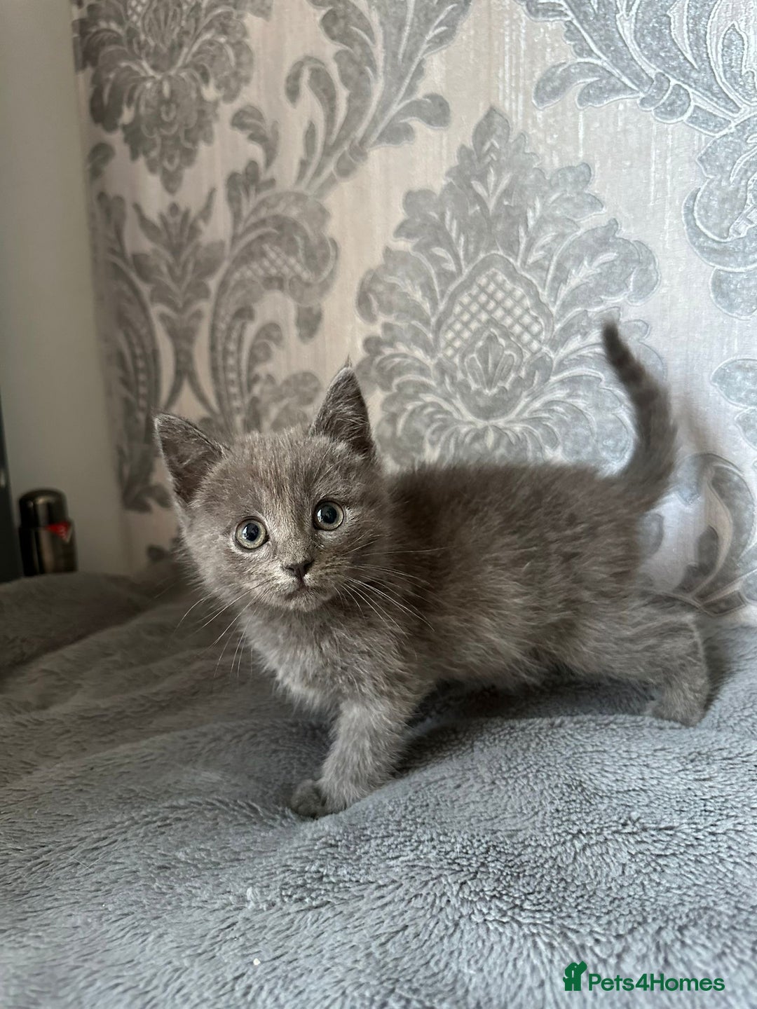 British Shorthair cats for sale:  kittens  in Luton - Image 3