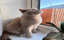 British Shorthair cats for sale: British Shorthair GCCF Lilac Cream Tortoiseshell  - Image 2