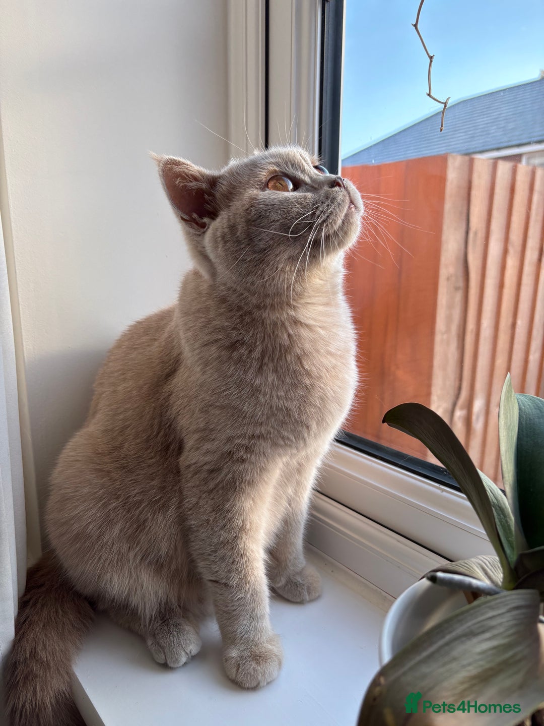 British Shorthair cats for sale: British Shorthair GCCF Lilac Cream Tortoiseshell  - Image 2