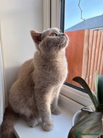 British Shorthair cats - Advert 13
