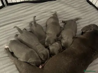 Staffordshire Bull Terrier dogs Beautiful Staffy Puppies for sale - Advert 2