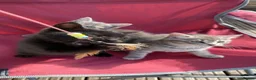 Mixed Breed cats for sale: 3 girl kittens- 2 grey & 1 black  - Advert 6