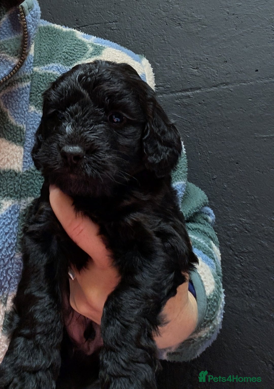Cockapoo dogs for sale: F1 Miniature Phantom Cockapoos  READY NOW  in Chulmleigh - Image 7