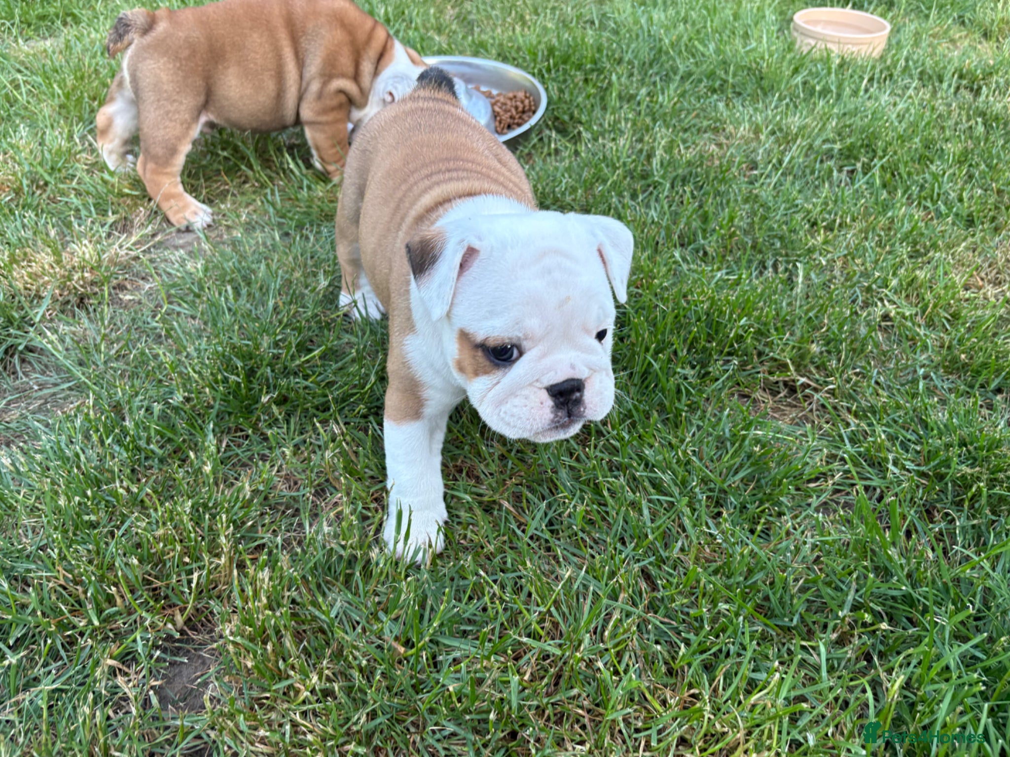 English Bulldog dogs for sale: 🐾KC reg Red & White English Bulldog 🐶 - Advert 13