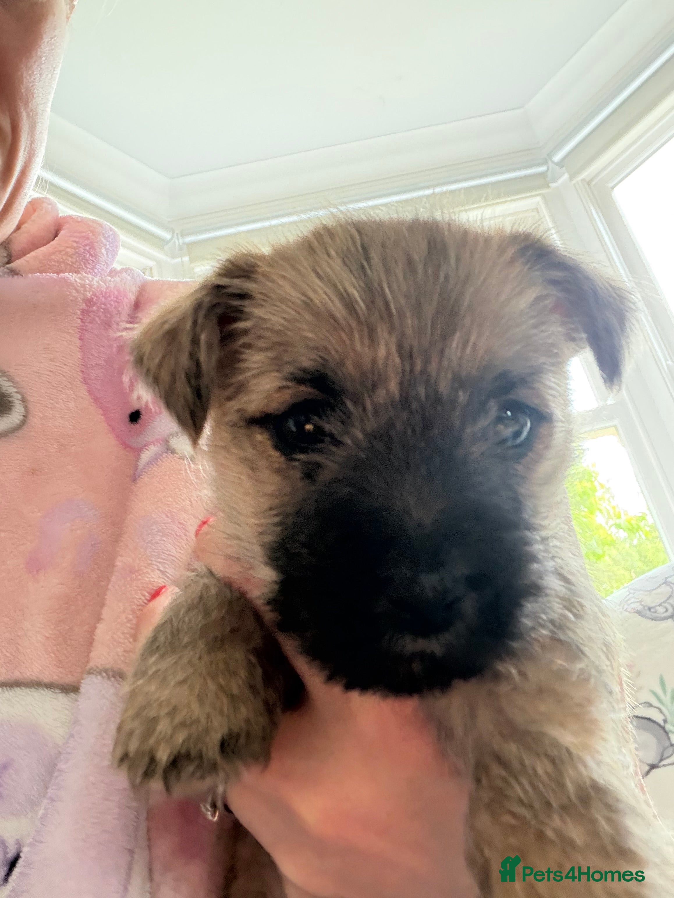 Cairn Terrier dogs Cairn Terrier Puppies - Advert 2