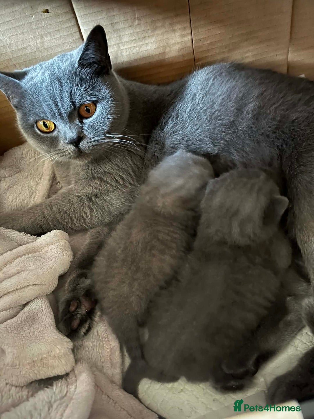 British Shorthair cats for sale: BEAUTIFUL BRITISH SHORTHAIRS - Advert 2