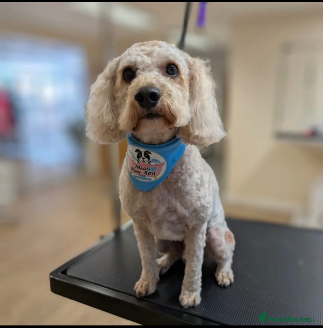 Cockapoo dogs for sale: Beautiful Cockerpoo Male - Image 2
