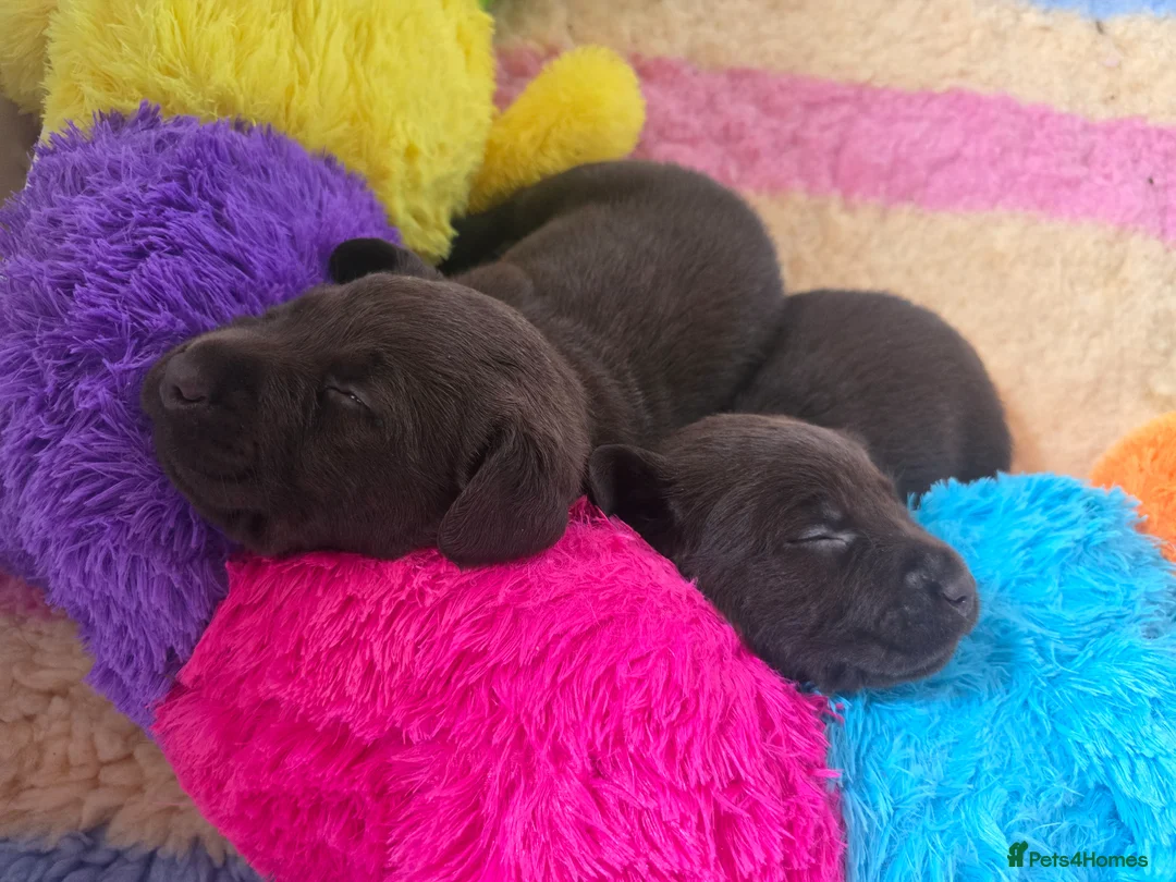 Labrador Retriever dogs for sale: Labrador Puppies - Advert 2