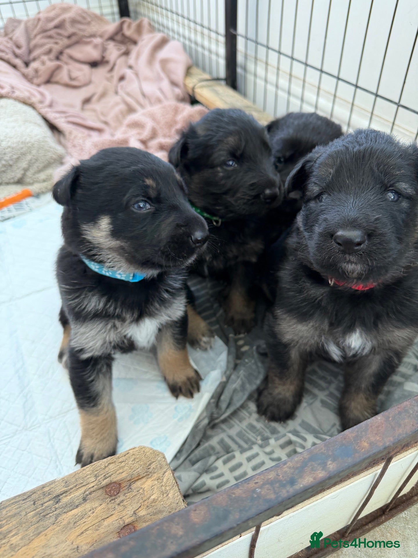 German Shepherd dogs Short haired German shepherd puppies  - Advert 1