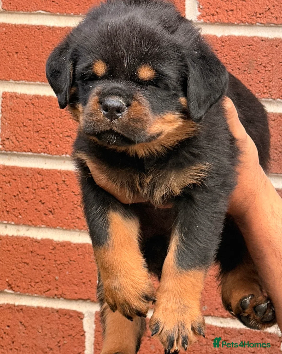 Rottweiler dogs for sale: Top quality kc pups for sale timitor X edelstein - Advert 18