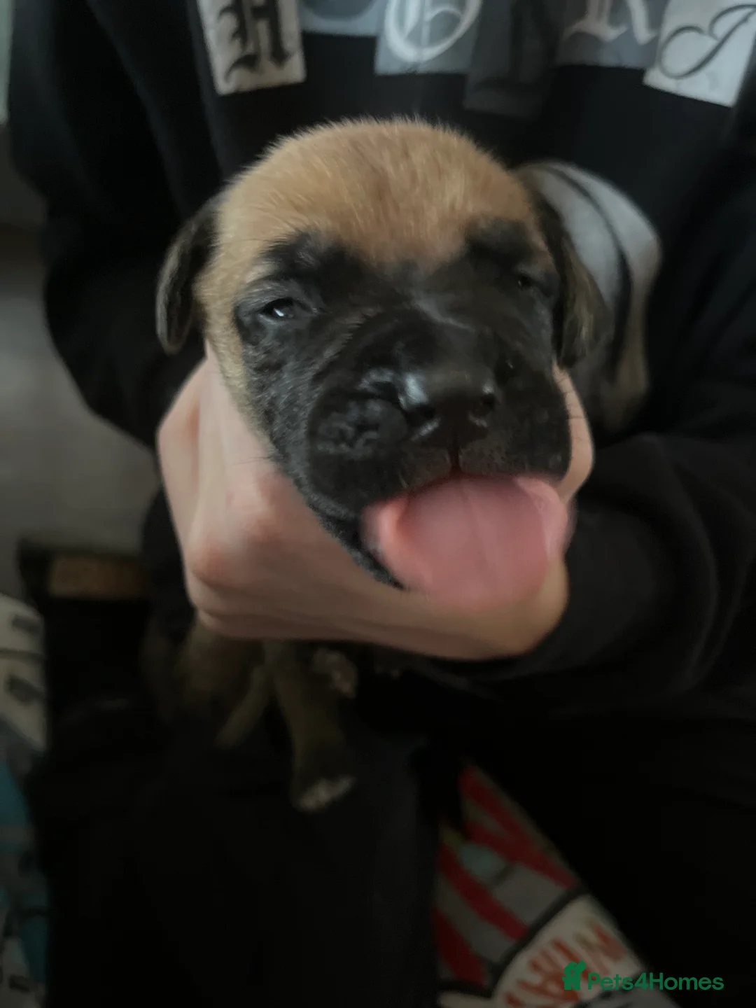 Dogue De Bordeaux dogs for sale: Dogue de Bordeaux puppies - Advert 25