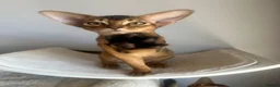 Abyssinian cats for sale: Adorable Abyssinian kittens - Advert 9