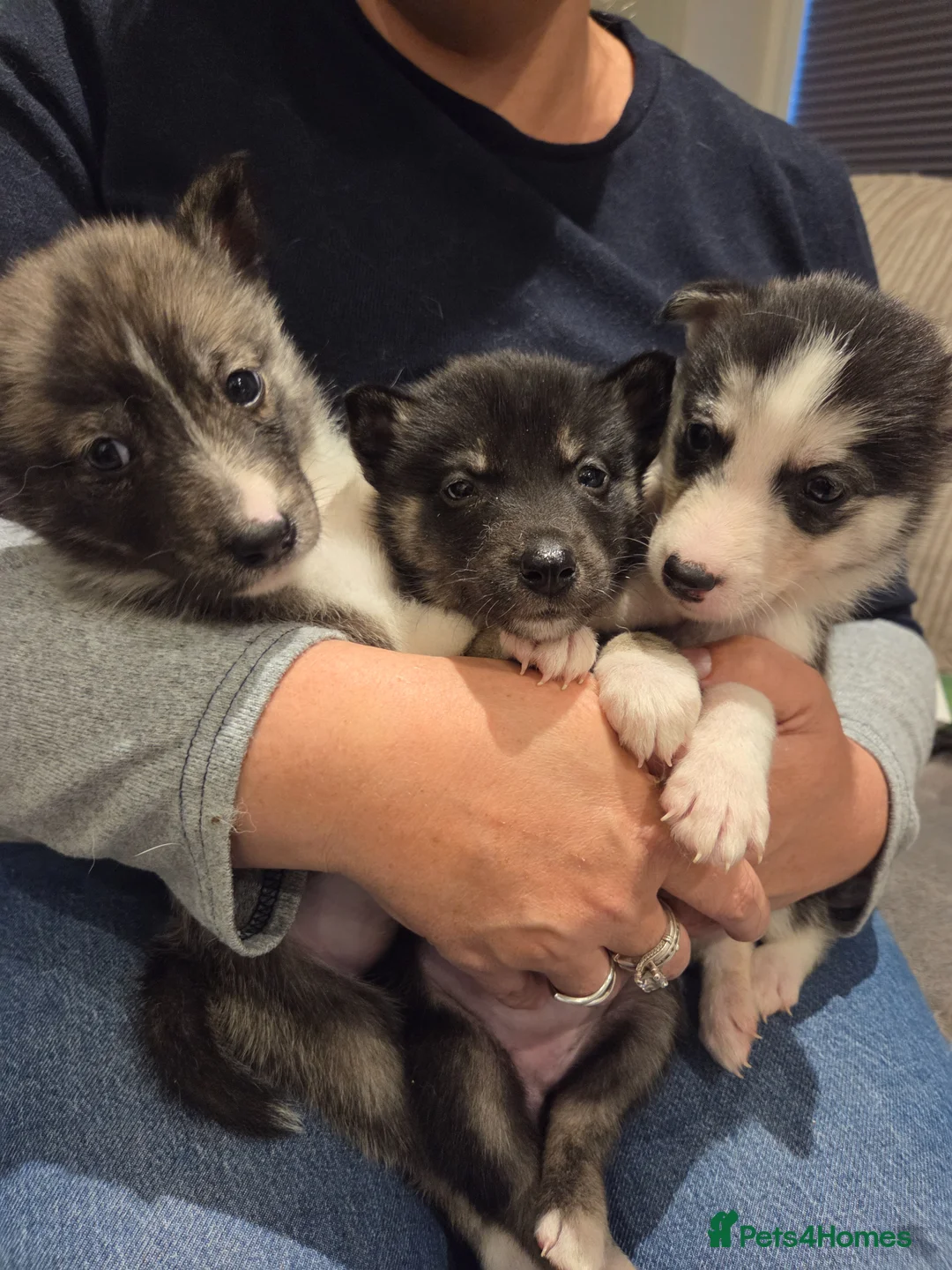 Mixed Breed dogs for sale: Husky X Border collie - Advert 1