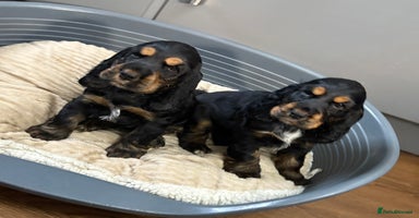 Cocker Spaniel dogs - Advert 7