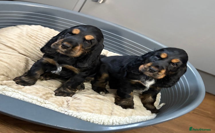 Cocker Spaniel dogs - Advert 2