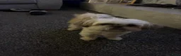 Shih Tzu dogs for sale: Shih Tzu  in Stalybridge - Advert 4