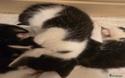 Domestic Shorthair cats for sale: 3 babies looking for forever homes  - Image 6