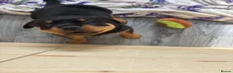 Rottweiler dogs for sale: Champion German Rottweiler Puppies - Advert 11