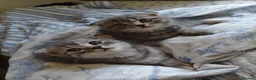Scottish Fold cats for sale: 5 Pedigree Beautiful Loving Scottish Folds  - Advert 23