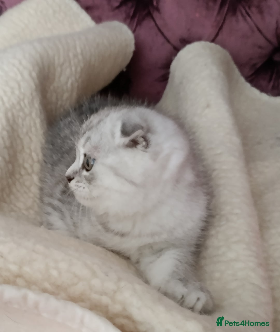 Scottish Fold cats for sale: Scottish Fold kitten  - Advert 25