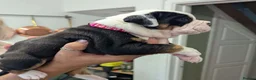 Olde English Bulldogge dogs for sale: 6 Olde English Bulldog puppies in Barry - Advert 20