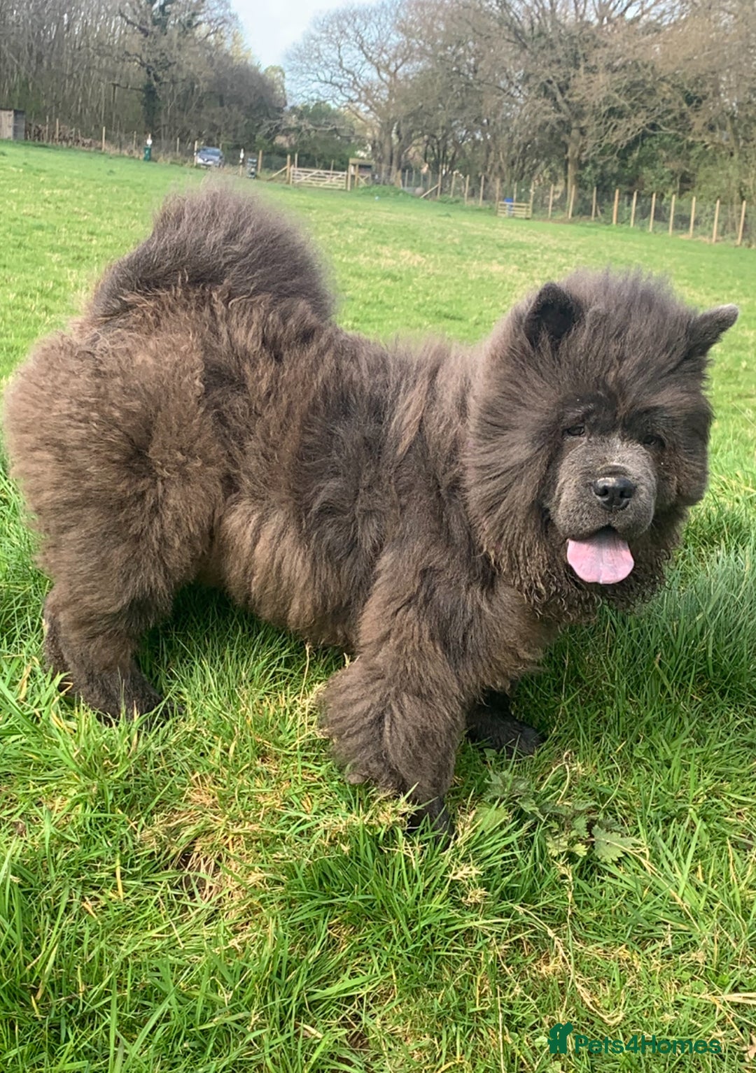 Chow Chow dogs for sale: Chow chow puppies ready to go 20th jan - Advert 2