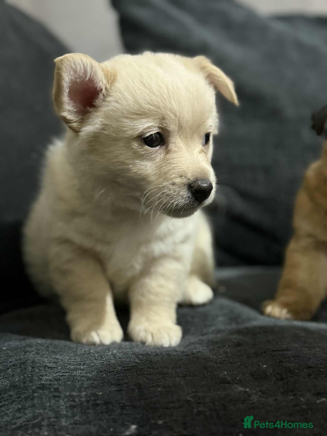 Mixed Breed dogs for sale: 2 chihuahua x jack Russell  - Image 7