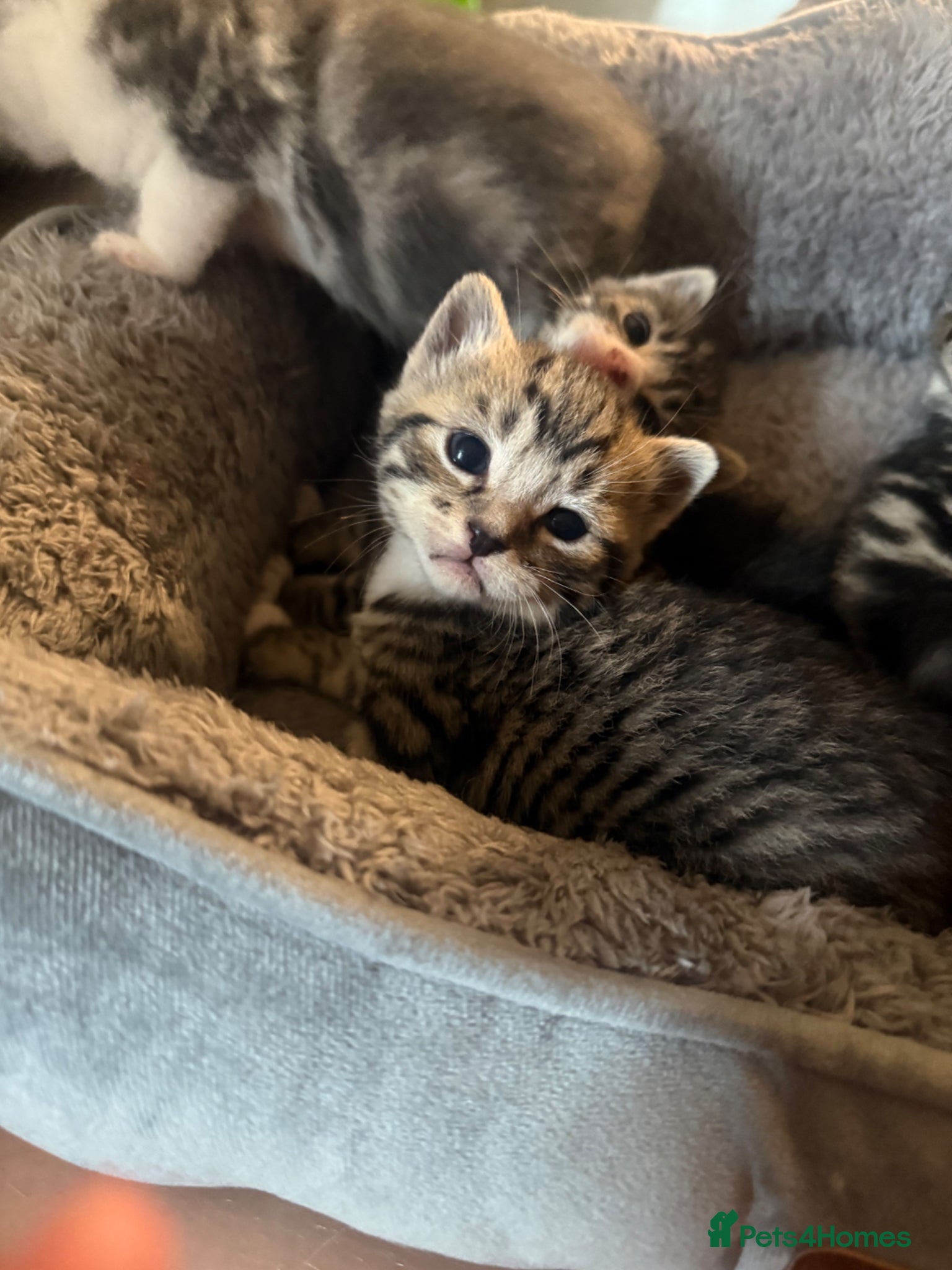 British Shorthair cats Bsh cross kittens  - Advert 8