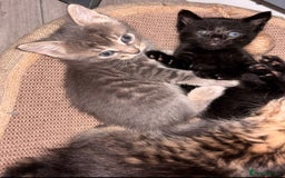 Mixed Breed cats for sale: 7 Gorgeous mixed kittens - Image 6