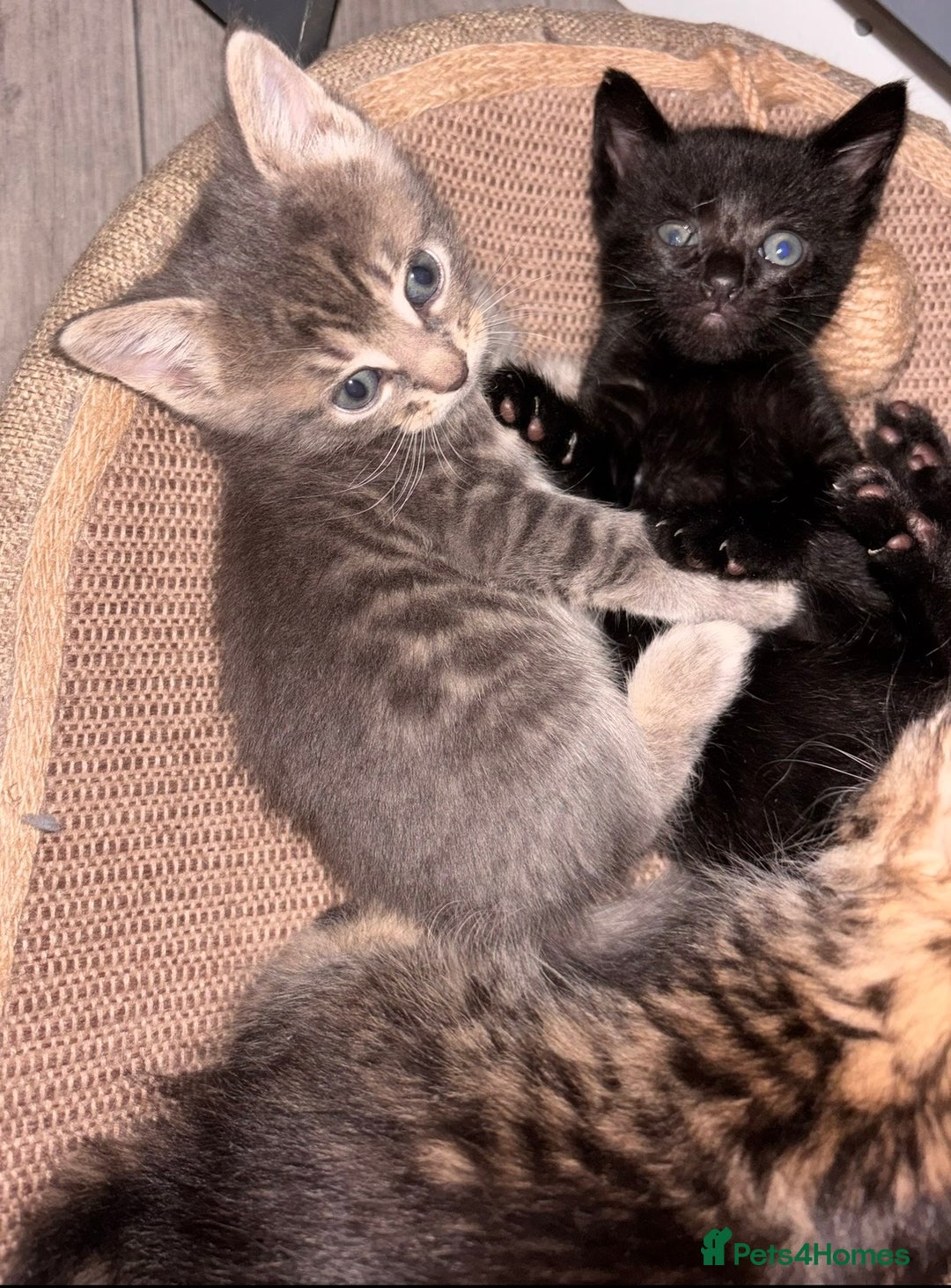 Mixed Breed cats for sale: 7 Gorgeous mixed kittens - Image 6